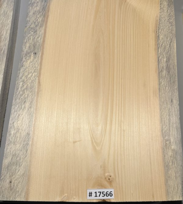 Body Blank-# 17566—Blue Northeastern White Pine 1-Piece 20”x14”x2”—1.95 LB/BF - Image 3
