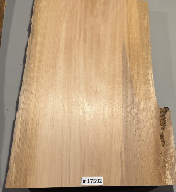 Body Blank-# 17592–Rainbow Alder 1-Piece 24”x14.75”—13”x2”—2.84 LBS/BF - Image 3